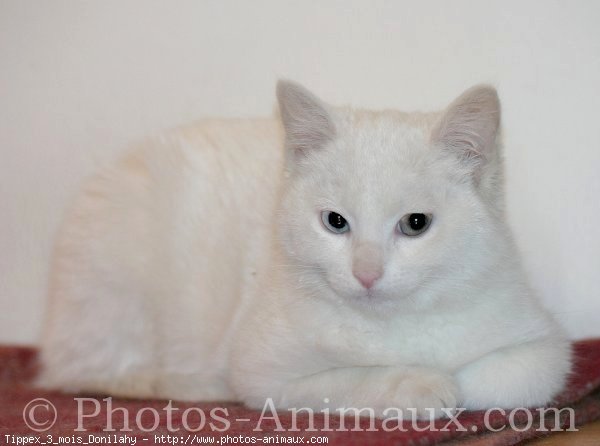 Photo d'Angora turc