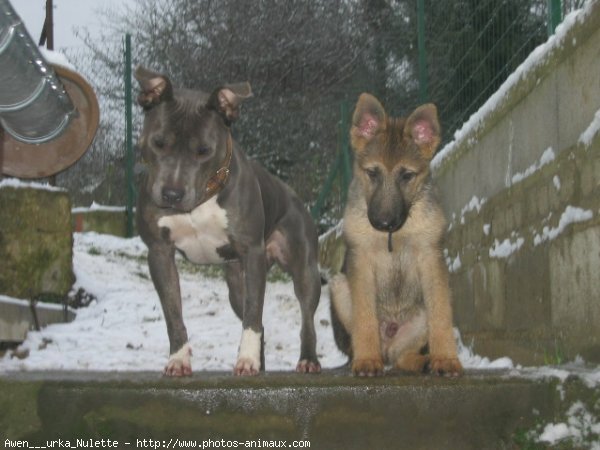 Photo de Berger allemand  poil court