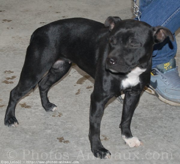 Photo de Staffordshire bull terrier