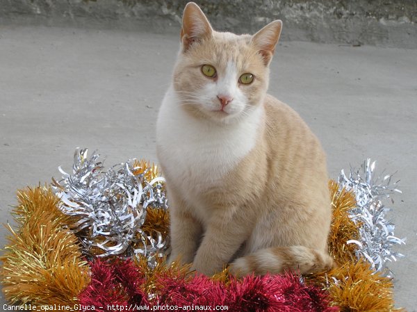 Photo de Chat domestique