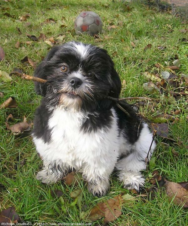 Photo de Shih tzu