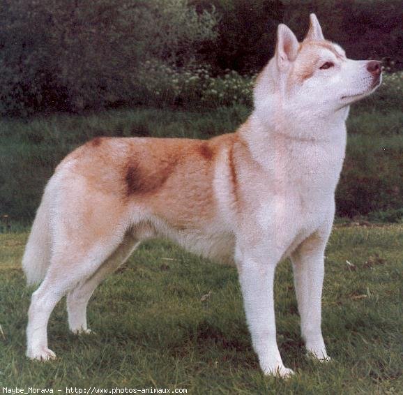 Photo de Husky siberien