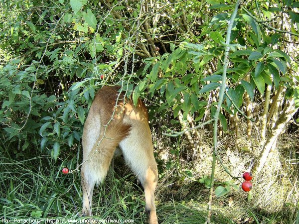 Photo de Berger belge malinois