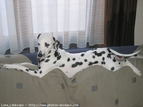 Photo de Dalmatien