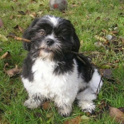 Photo de Shih tzu