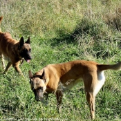 Photo de Berger belge malinois