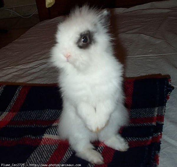 Photo de Lapin