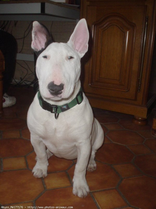 Photo de Bull terrier miniature