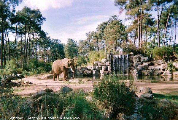 Photo d'Elphant d'afrique