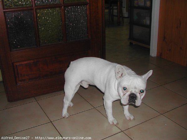 Photo de Bouledogue franais