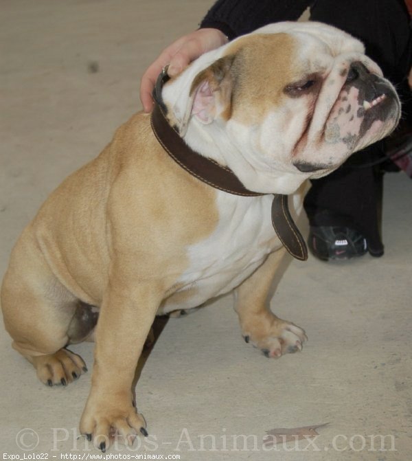 Photo de Bulldog