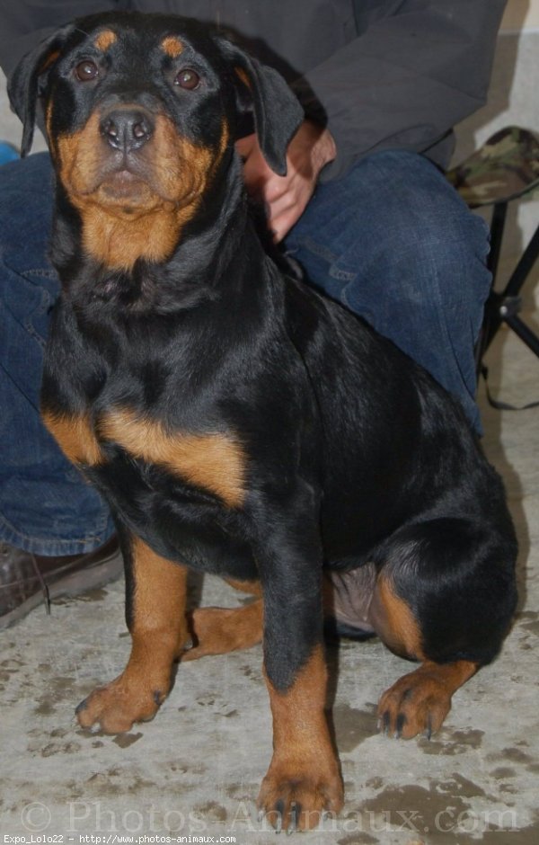 Photo de Rottweiler