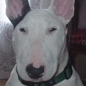 Photo de Bull terrier miniature