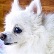 Photo de Spitz moyen