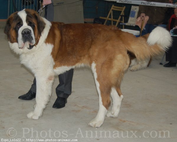 Photo de Saint-bernard poil long