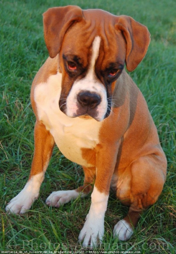 Photo de Boxer