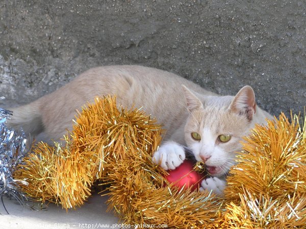 Photo de Chat domestique