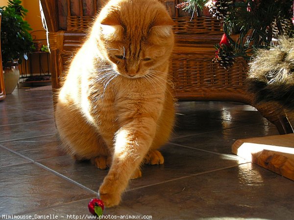 Photo de Chat domestique