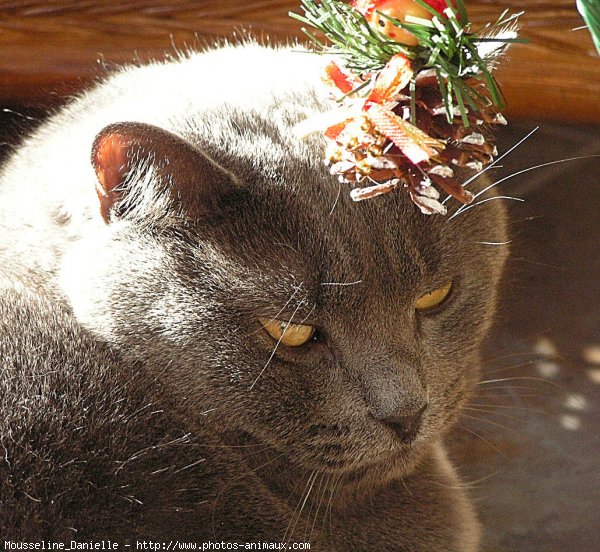 Photo de Chat domestique