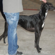 Photo de Greyhound