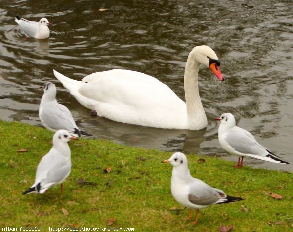 Photo de Cygne