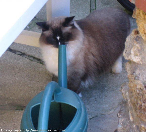 Photo de Ragdoll