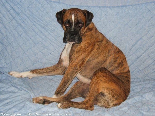 Photo de Boxer