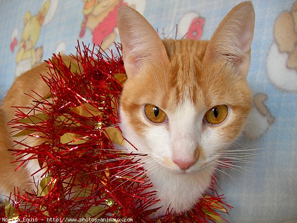 Photo de Chat domestique