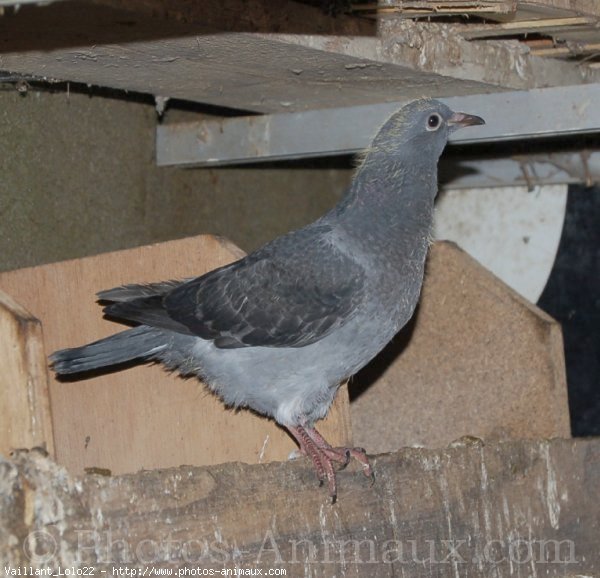 Photo de Pigeon