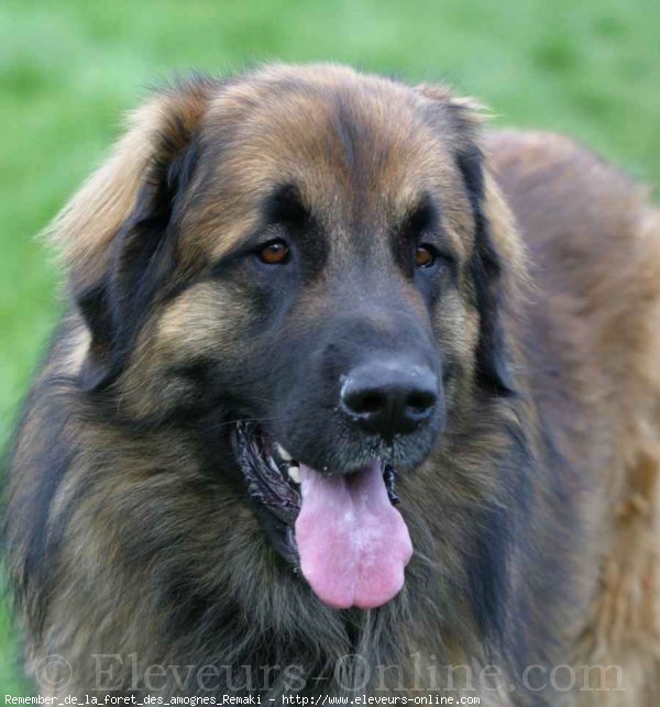 Photo de Leonberg