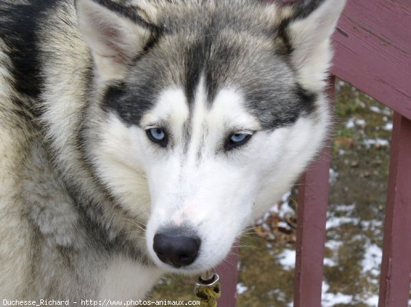 Photo de Husky siberien