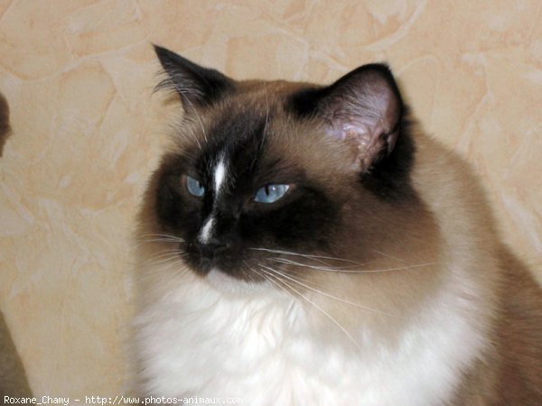 Photo de Ragdoll