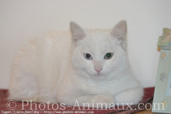 Photo d'Angora turc