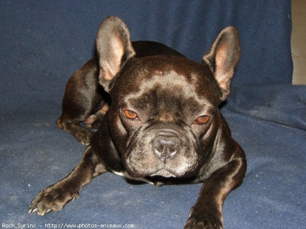 Photo de Bouledogue franais