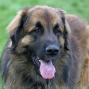 Photo de Leonberg