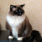 Photo de Ragdoll