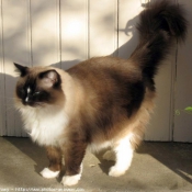 Photo de Ragdoll