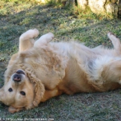 Photo de Golden retriever