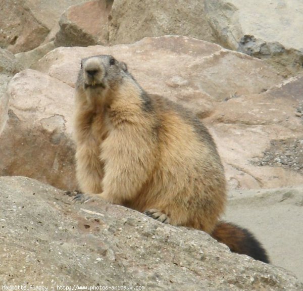 Photo de Marmotte