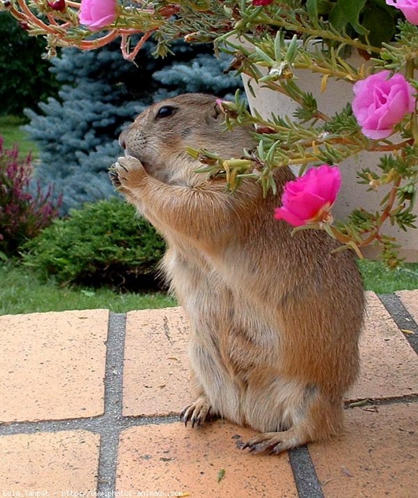 Photo de Chien de prairie