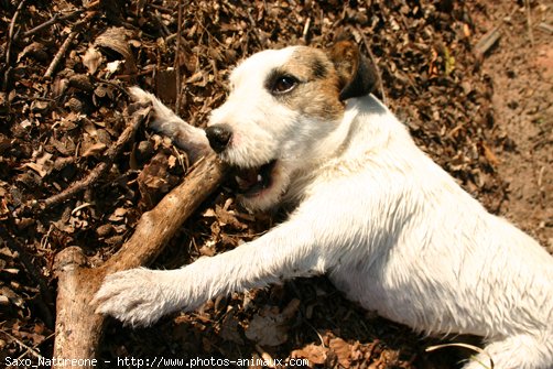 Photo de Jack russell terrier