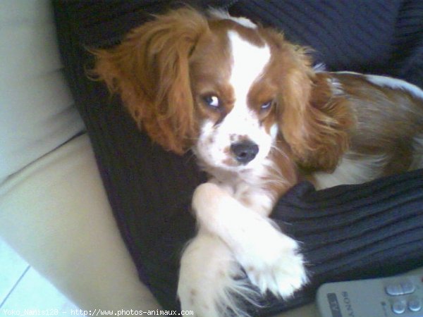 Photo de Cavalier king charles spaniel