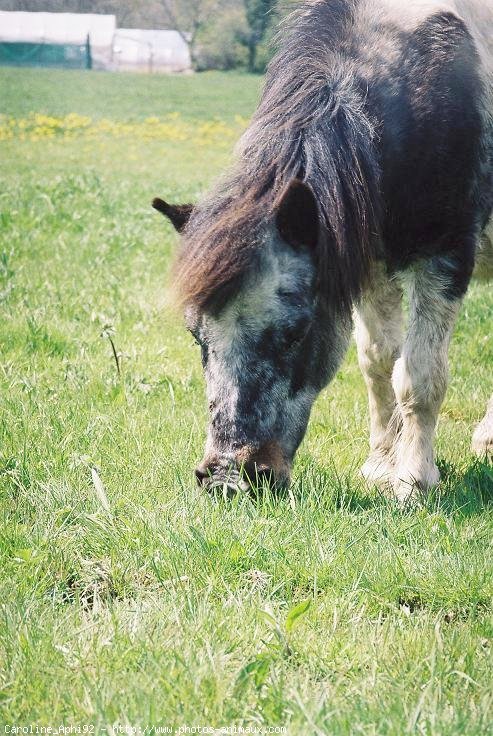 Photo de Shetland