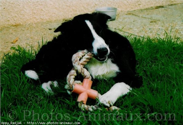 Photo de Border collie