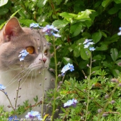 Photo de British shorthair