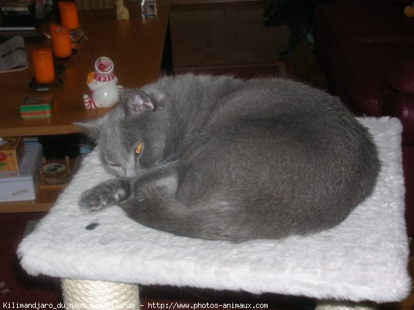 Photo de Chartreux