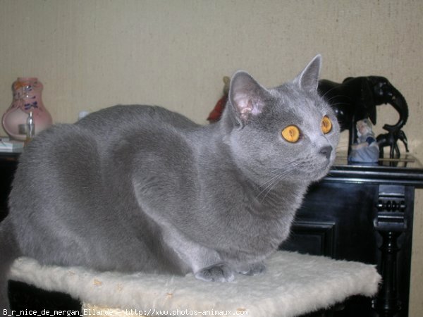 Photo de Chartreux