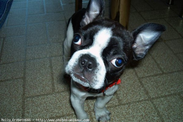 Photo de Boston terrier