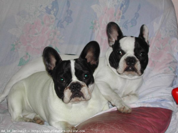 Photo de Bouledogue franais