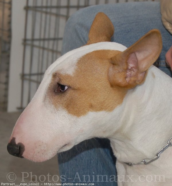 Photo de Bull terrier